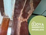 ROYA DIAGNOSTICS IMMOBILIERS