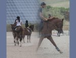 Photo CENTRE EQUESTRE