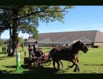 Photo FERME EQUESTRE LA BRIDE CHAMPETRE