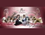 Photo AU RENDEZ VOUS CANIN