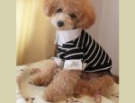 Photo ANIMALERIE ACCESSOIRES CHIENS EN LIGNE