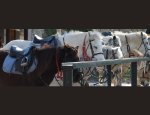 CENTRE EQUESTRE LE PARC