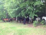 Photo CENTRE EQUESTRE LE CHEVAL VERT