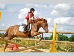 Photo FERME EQUESTRE LES BEIGES