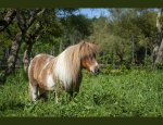 Photo CENTRE EQUESTRE DE LABENNE