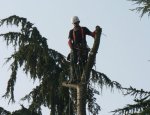 Photo AU COEUR DE L'ARBRE ENTRETIEN