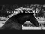 Photo LES CHEVAUX D'ANAHATA