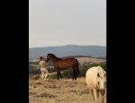 Photo ECURIE MORGANE SABY