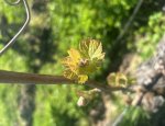 Photo DOMAINE DES CLOS MAURICE