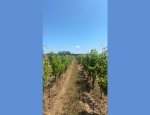 Photo DOMAINE DES CLOS MAURICE