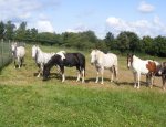 Photo CENTRE EQUESTRE DU BARRAGE DE LAVAUD