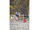 Photo PONEY CLUB DESPORTIS