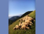 Photo GAEC BERGERIE DE MORGELAS