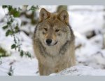 Photo MAISON DES LOUPS