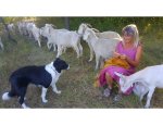 Photo MOHAIR DE LA PASTOURELLE