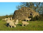 Photo MOHAIR DE LA PASTOURELLE