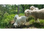 Photo MOHAIR DE LA PASTOURELLE