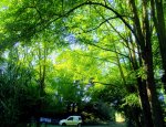 Photo CHIENS AU VERT66 MARIE ANDREE OLLIVIER