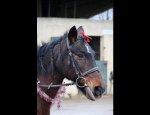 Photo CENTRE EQUESTRE SAGIEN