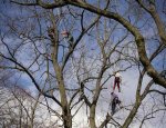 Photo SOCIETE D'ARBORICULTURE PAYSAGERE