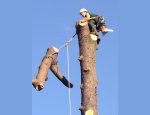 Photo SOCIETE D'ARBORICULTURE PAYSAGERE