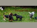 Photo HARMONY DOG - COMPORTEMENTALISTE CANIN