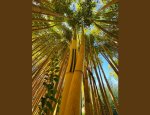 Photo BAMBOUS EN PROVENCE