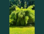 Photo BAMBOUS EN PROVENCE