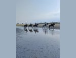 Photo FERME EQUESTRE DU K ROUGE