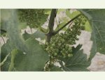 Photo CHAMPAGNE OUDART ORTILLON