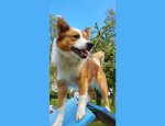 Photo ELEVAGE DU JARDIN D'ARCOS/EDUCATION CANINE/BALNEO CANINE