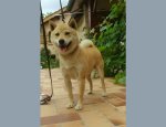Photo ELEVAGE DU JARDIN D'ARCOS/EDUCATION CANINE/BALNEO CANINE