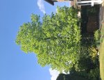 Photo LIME TREE SCHOOL