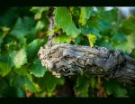 Photo DOMAINE LA BOUTINIERE
