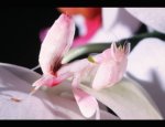 Photo LE VIVARIUM DU MOULIN
