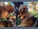 Photo ARS-CANIS EDUCATION CANINE
