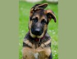 ARS-CANIS EDUCATION CANINE