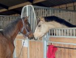 Photo CENTRE EQUESTRE PONEY CLUB DES HERBIERS
