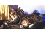 CHATTERIE COCOON CAT''S - ÉLEVAGE DE MAINE COON