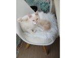 Photo L'EPOPEE FELINE