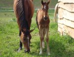 FERME EQUESTRE DU PUY