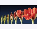 Photo AMARYLLIS FLEURS