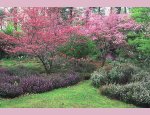 ARBORETUM DES GRANDES BRUYERES