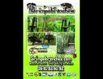 Photo GRIMPOBRANCHES