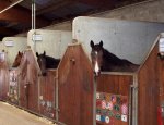Photo CENTRE EQUESTRE LES ALLEES CAVALIERES