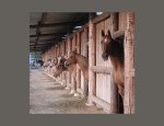 Photo PLAISIRS EQUESTRES - PONYS'UP