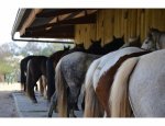 Photo CENTRE EQUESTRE DE CORLAY
