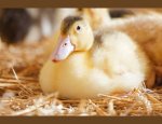 Photo LA FERME DES DELICES