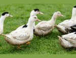 Photo LA FERME DES DELICES