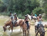 Photo LES CHEVAUX DU BESSILLON